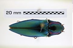 Foto (Dorsalansicht) von Campsosternus matsumurae (Miwa, 1929) (NHMW-ZOO-COL-0008250)